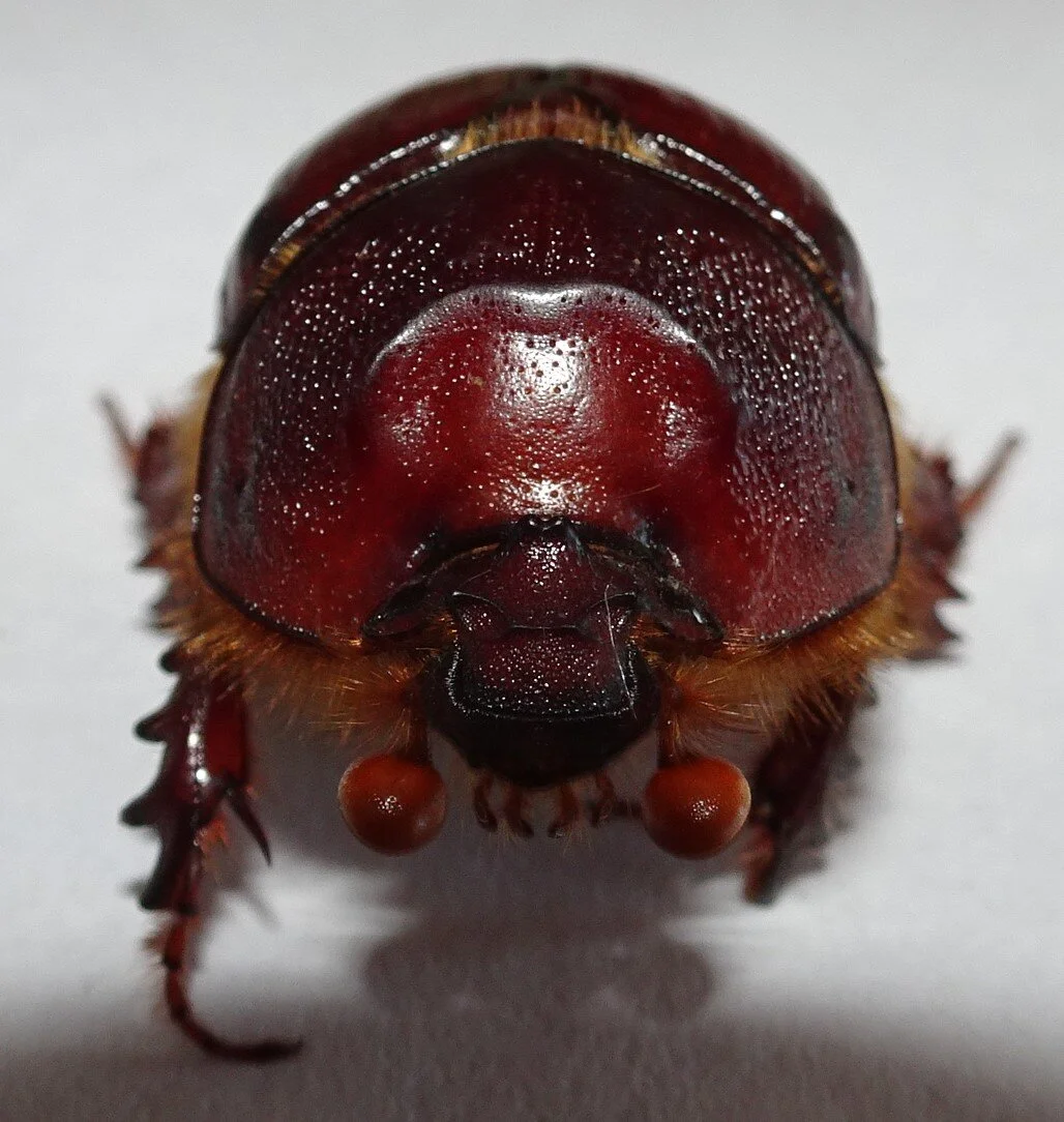 Sand turd beetles — Mallee Conservation